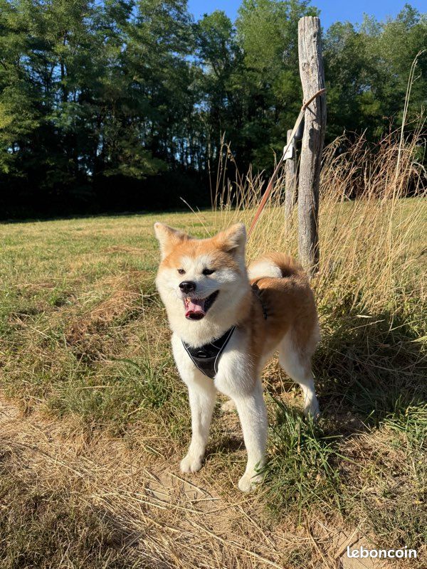 Akita inu (image 3)