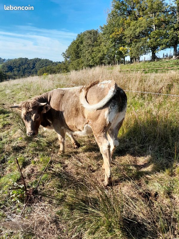 Terrain agricole · à Rignac · 22 000 €