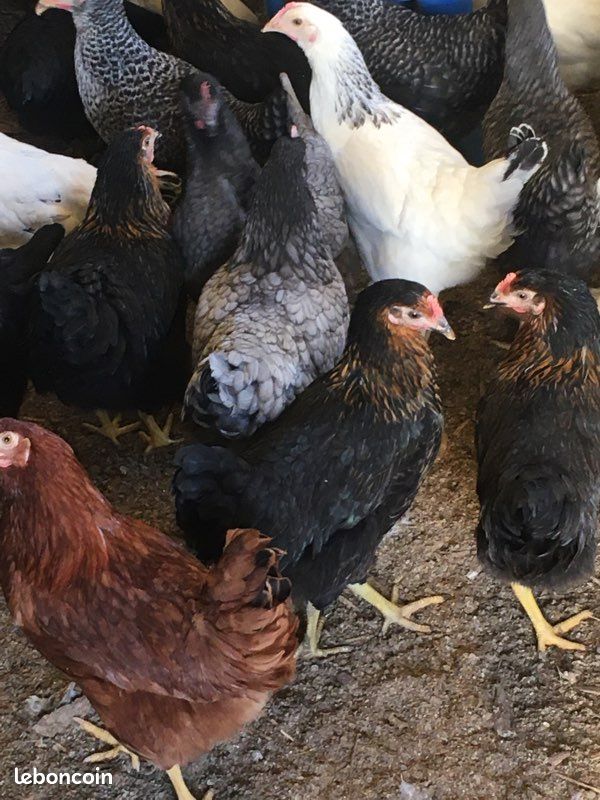 Poule (image 1)