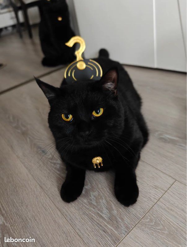 League of legend ping missing, ennemi disparu serre-tête / headband (image 1)