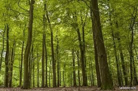 Parcelle de bois