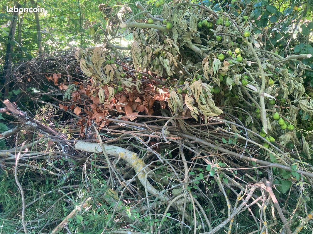 Bois de chauffage (image 1)