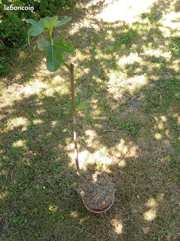 Beau figuier en pot culture de 2 ans taillé pour 1/2 tige bifère origine Nieul sur l'Autize en Vendée figue forme allongées très productif Pas d'envoi (image 3)