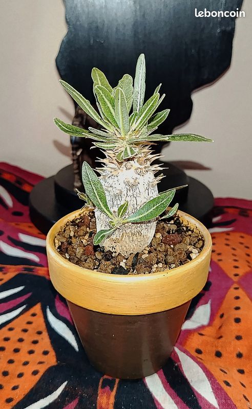 Pachypodium Horombense Caudex Succulente (image 6)