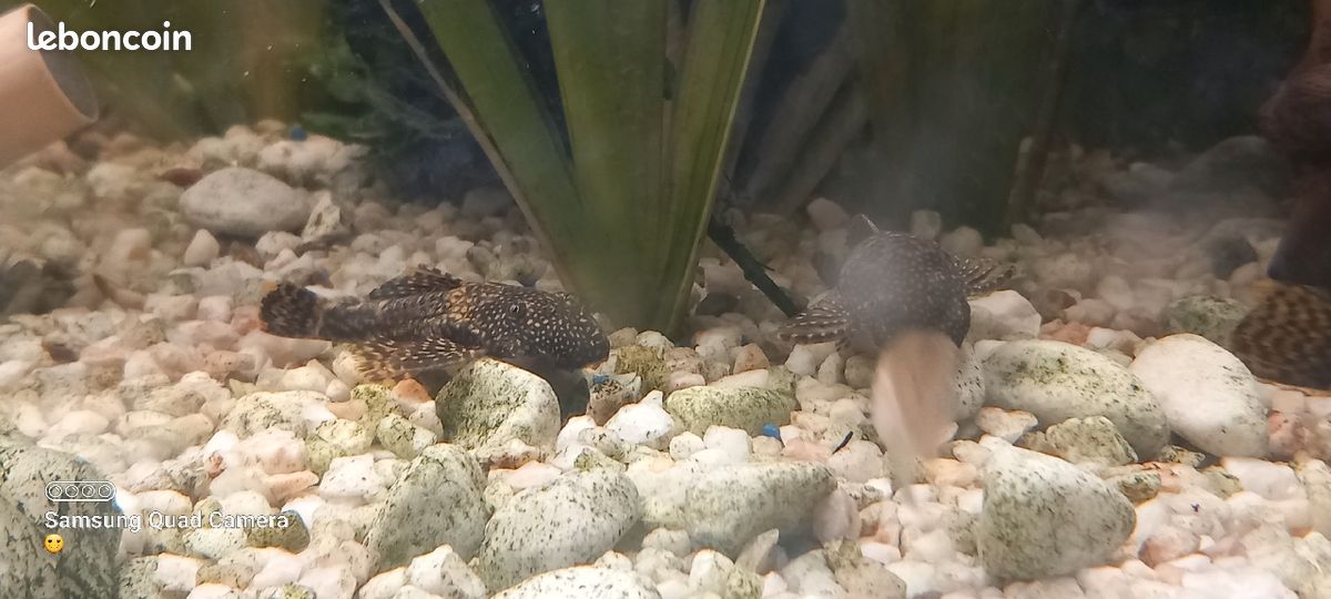 Aquarium (image 2)