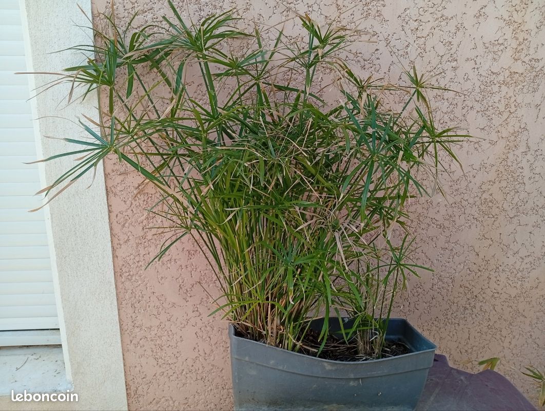 Papyrus dans sa Balconiere 90 cm de hauteur (image 1)