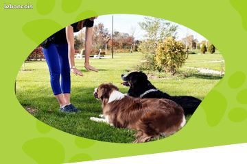 Formation Éducateur canin – Maîtrisez l’éducation positive des chiens (H/F/X) (image 1)