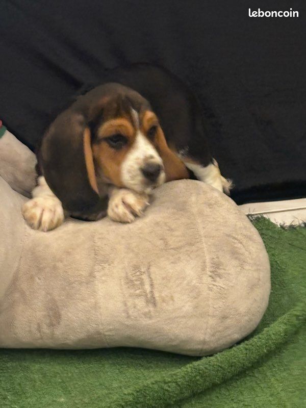 Chiots Beagle NON LOF (image 4)