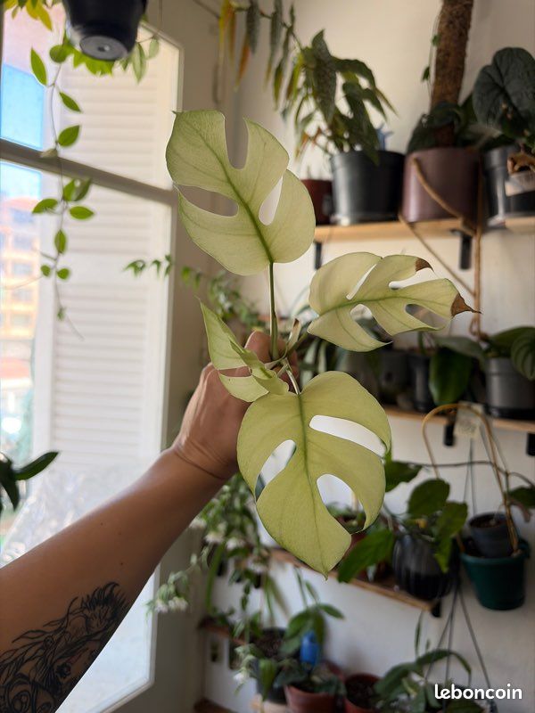 Monstera minima variegata cutting - Jardin & Plantes