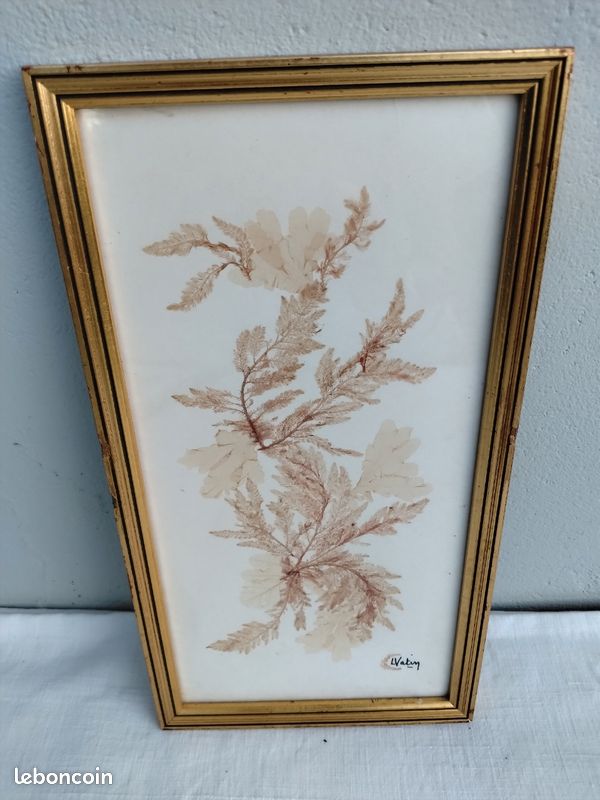 Tableau herbier marin d algues marines naturelles et séchées (image 1)