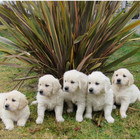 ELEVAGE CANIN DES OLIVIERS