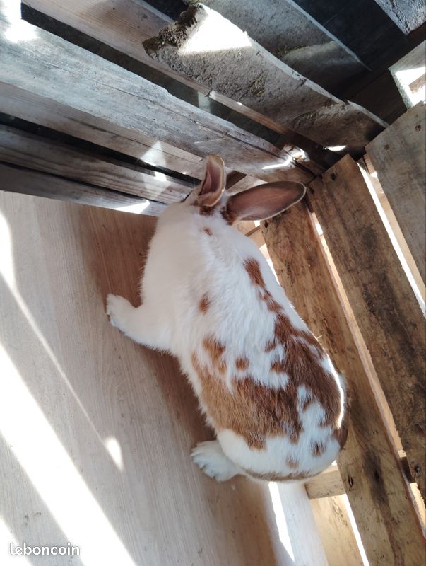 Lapin mâle (image 1)