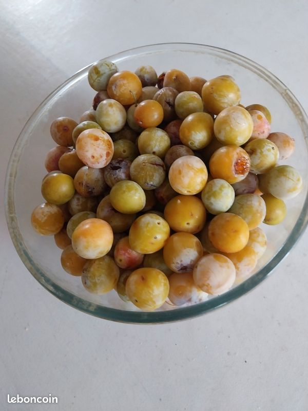 Mirabelles du jardin (image 1)