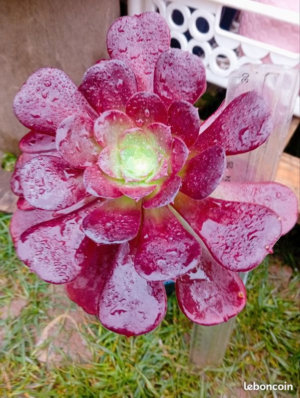 Aeonium Velour (image 1)