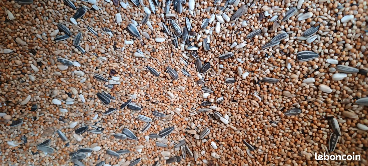 Grain a perruche (image 1)