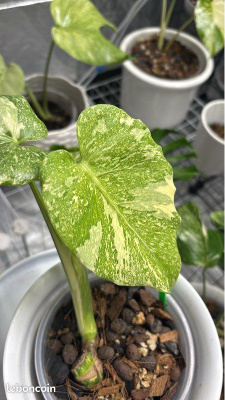 Monstera Deliciosa Thaï Platinum Variegata