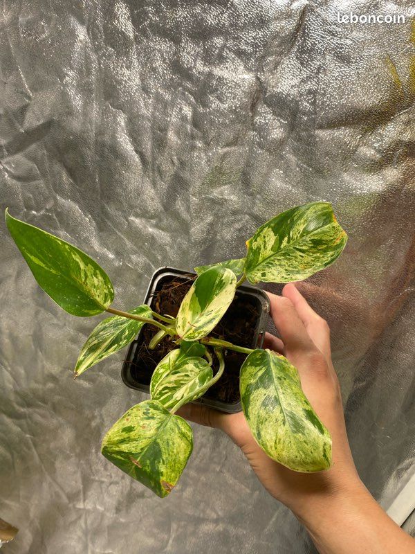 aroid mix for philodendron Aroid Mix main image 1
