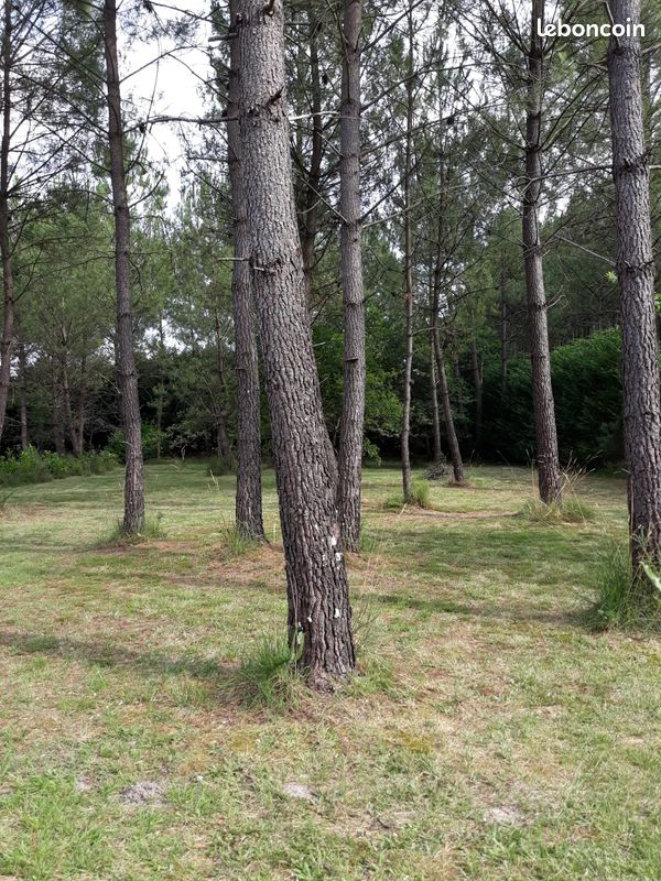 Beau terrain en forêt · à Soustons · 31 000 €