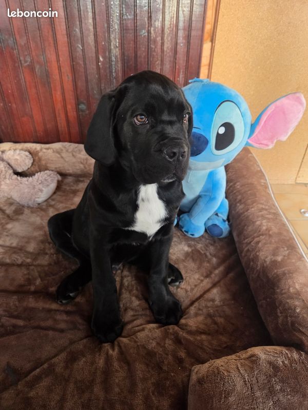 Vente cane corso (image 2)