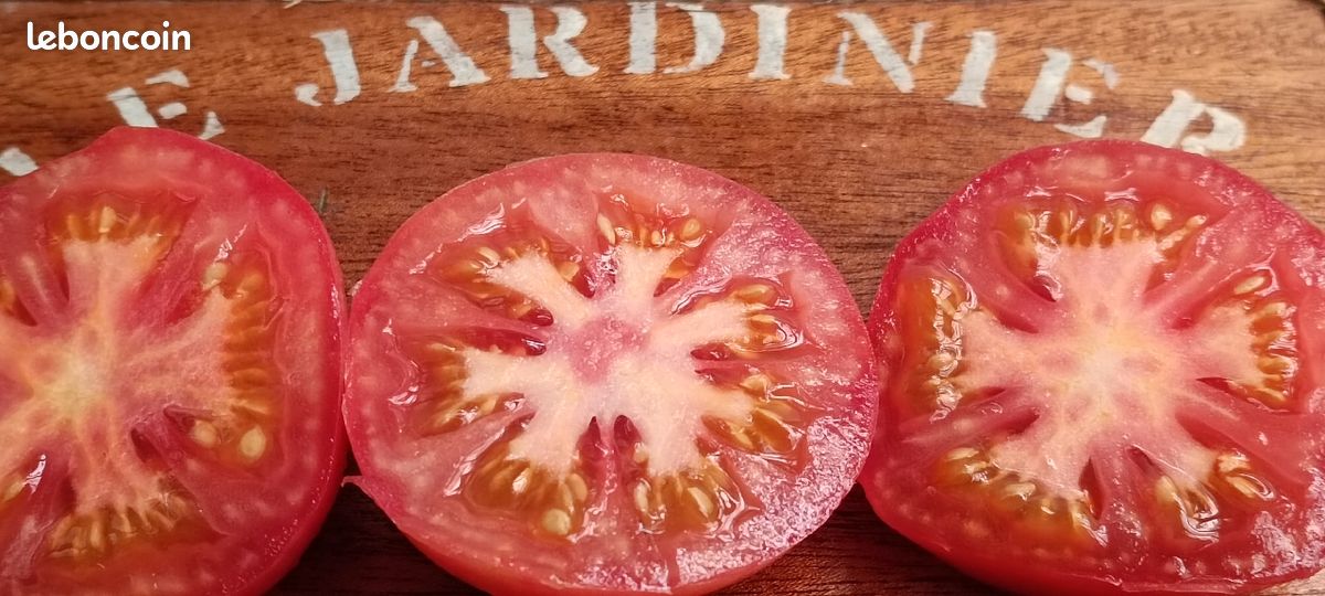 Graines de T🍅 MATES anciennes (image 6)