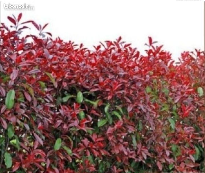 Photinias x red robin lot de 10 pots (image 1)