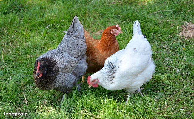 Vds Oeufs de poule fermier Bio (image 2)