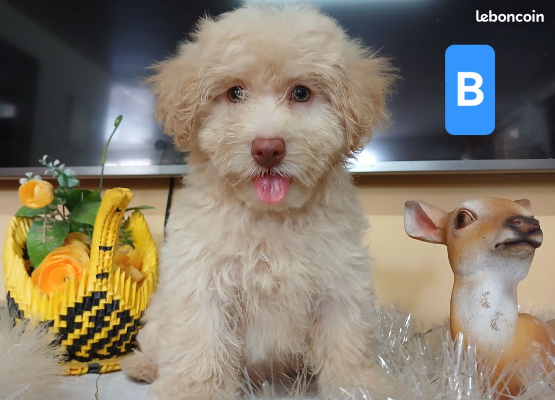 Chiots bichons craquants (image 1)