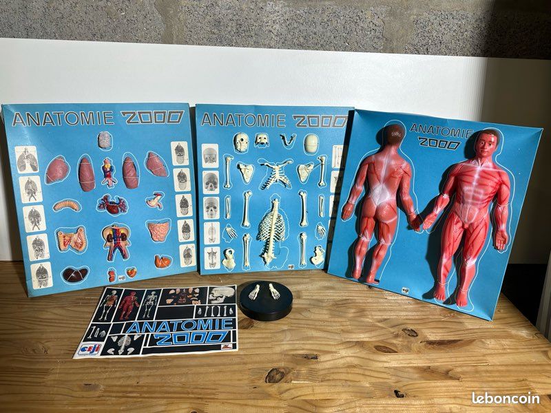CEJI Arbois Anatomie 2000 – Matériel Pédagogique Ancien, état D'usage Correct
