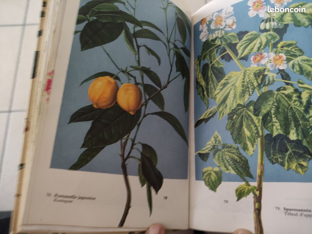Livre plante et fleurs, édition fernand nathan (image 4)