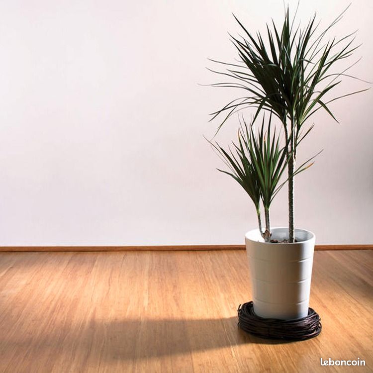 Parquet Bambou Massif Premium — 35 /m² — Qualité Professionnelle (image 3)