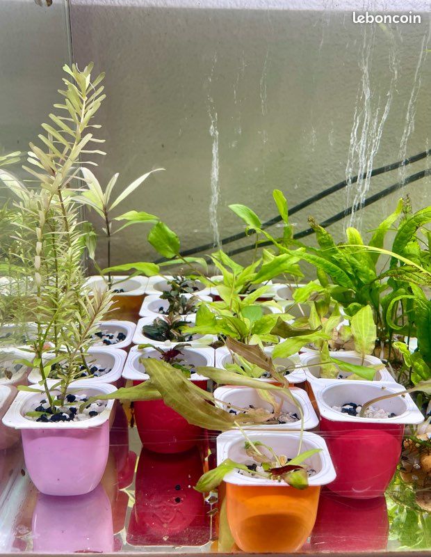 Plantes aquarium (image 1)