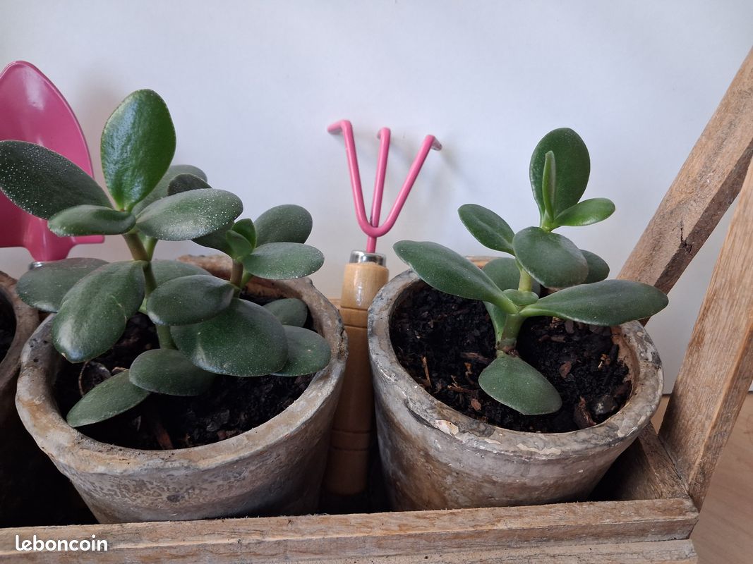 Présentoir composition crassula argentea (image 2)