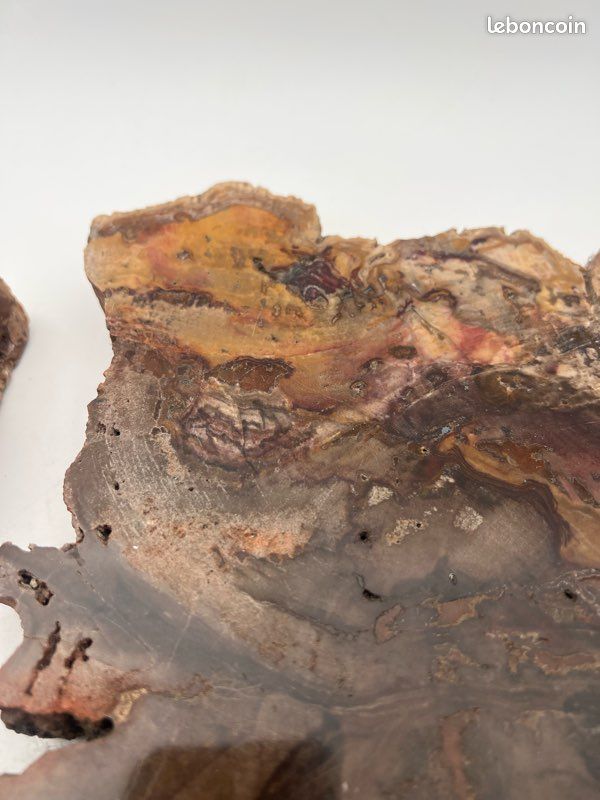 Tranche de Bois fossilisé en deux partie (image 4)