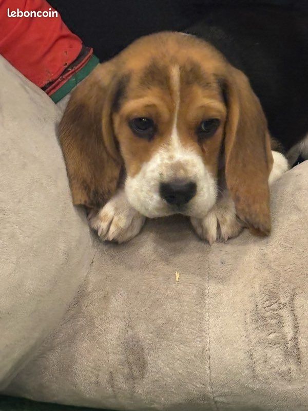 Chiots Beagle NON LOF (image 5)