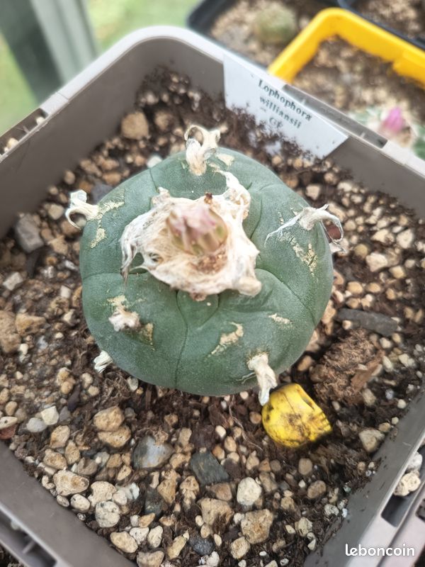 cactus lesum Lepismium cruciforme 6in Hurricane Cactus