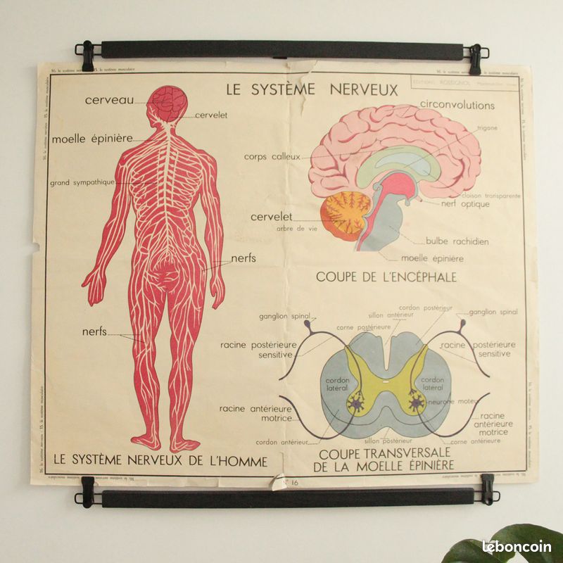 Affiche Vintage Scolaire Éditions Rossignol / le système musculaire / le système nerveux (image 7)