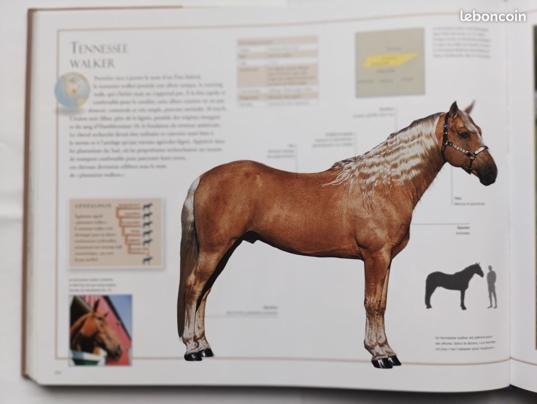Livre geo les chevaux (image 3)