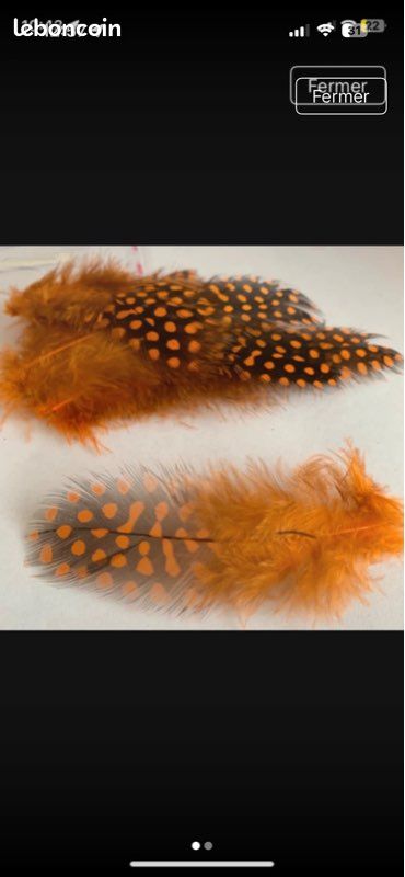 10 plumes de pintade orange tigré (image 1)