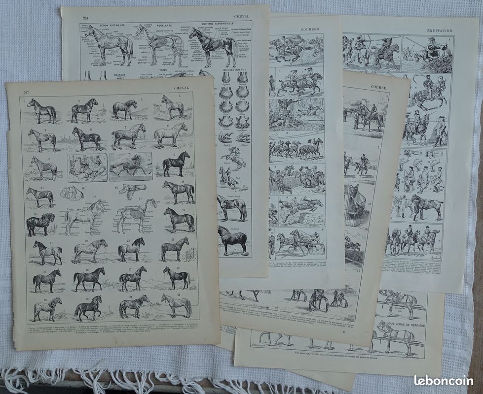6 gravures anciennes N&B sur le CHEVAL - anatomie, races, équitation, etc. - Larousse 1899 et 1940 (image 1)