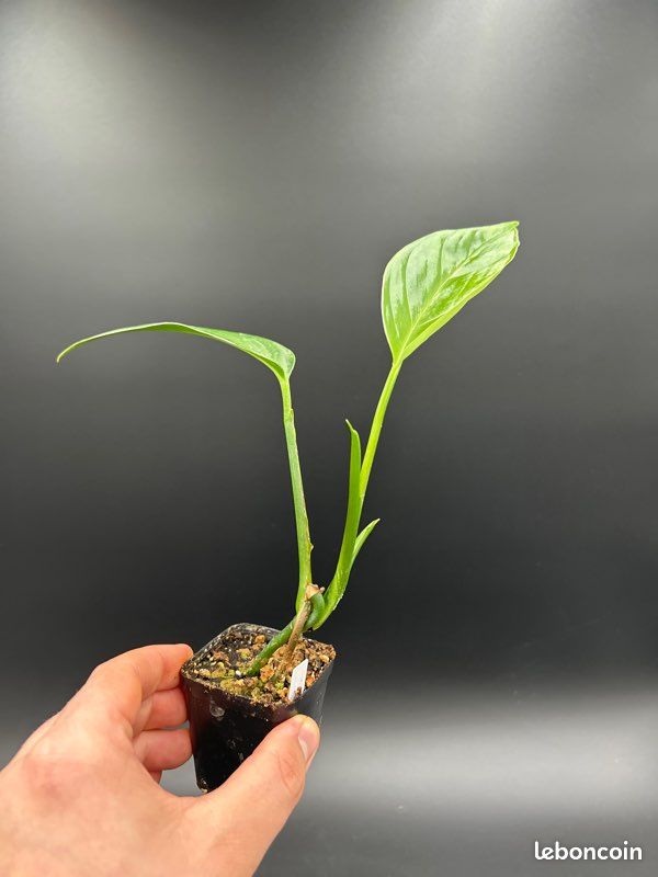 Monstera Barrieri #1 - Jardin & Plantes