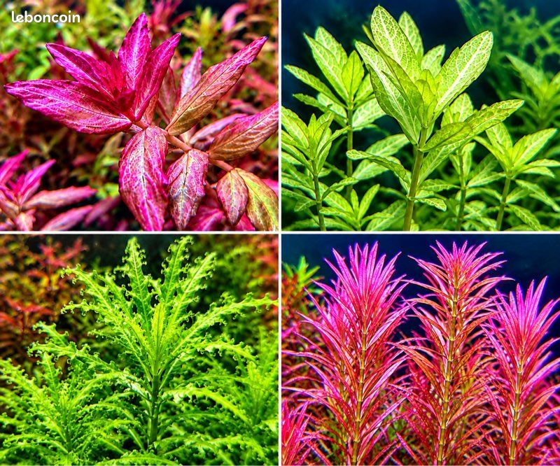 Lot de plantes d'aquarium personnalisable (3 espèces au choix) – 5 (image 1)