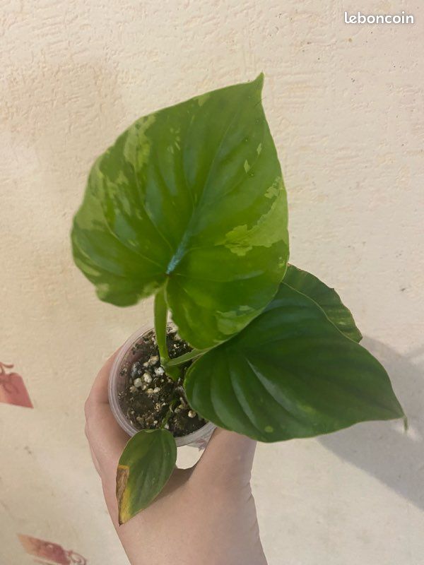 philodendron white princess pink splash Philodendron 'Pink Princess': Stunning Variegated Houseplant