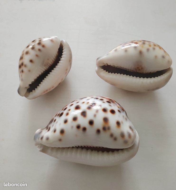 3 coquillages Cypraea tigris (image 4)