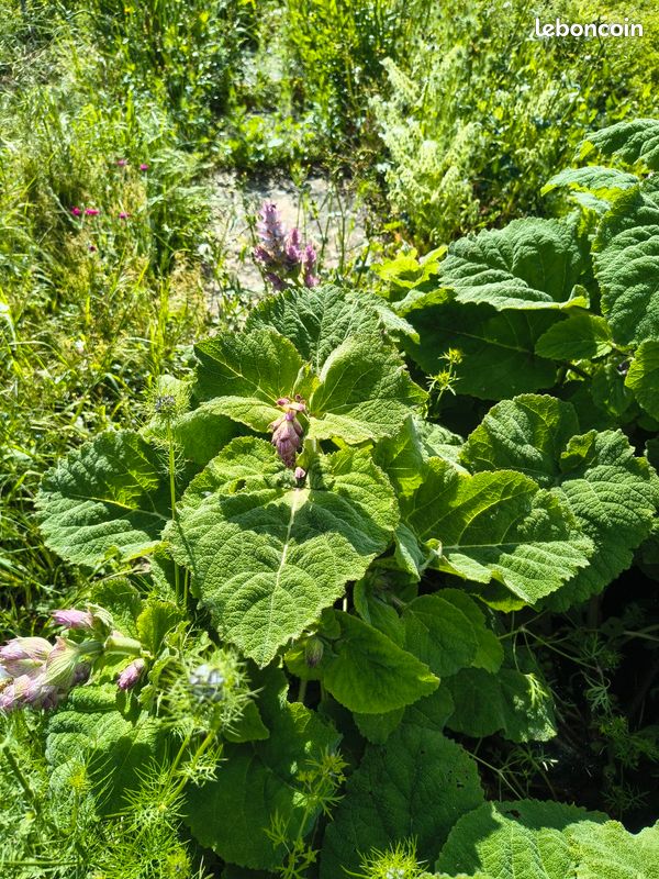 Plant de coriandre vietnamienne (image 4)