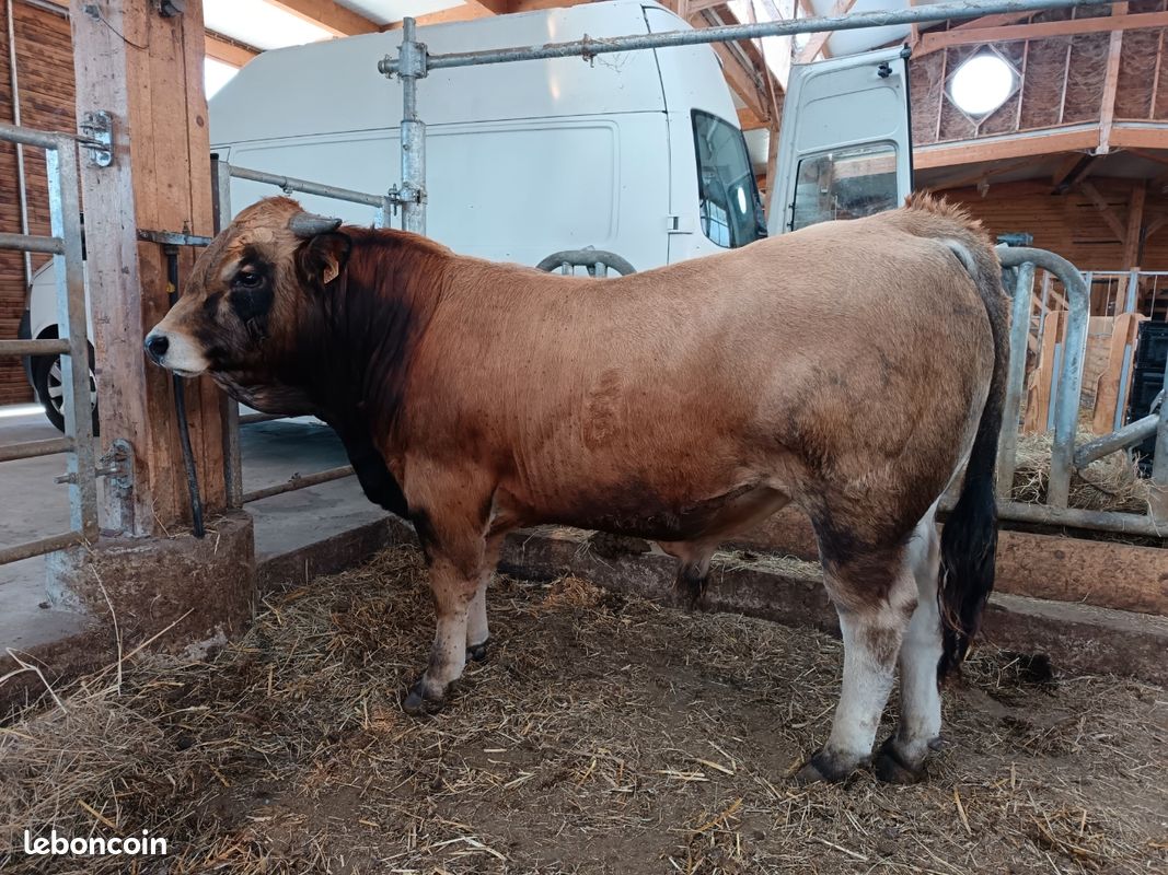 Taureau Aubrac 16 mois BIO (image 1)