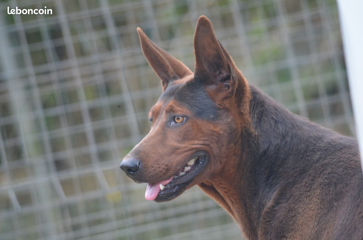 Chineese Red Dog (Lanzhou Hong) - Très Rare (image 1)