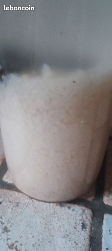 Grain de Keffir (image 1)