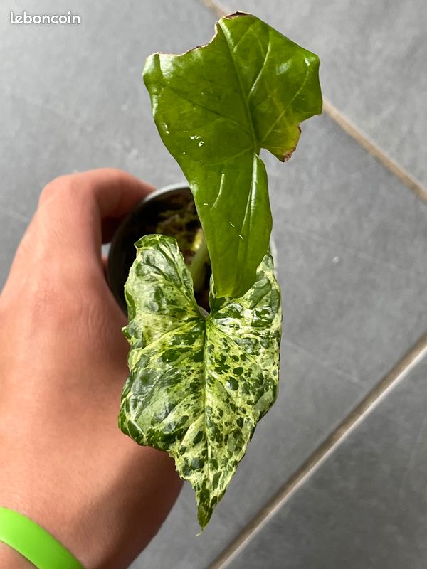 Syngonium mojito (plante rare) (image 2)