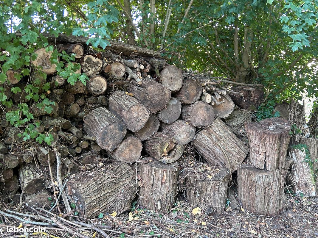 Donne souches d arbres (image 2)