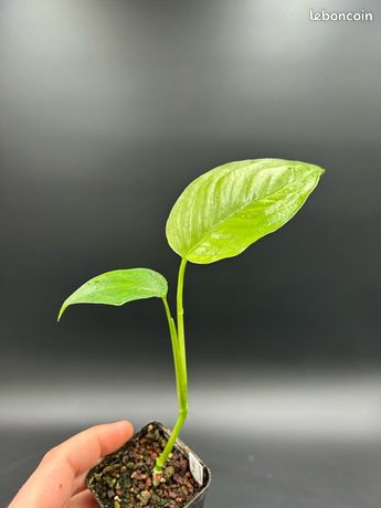 philodendron verrucosum x melanochrysum Philodendron Splendid (Verrucosum X Melanochrysum) – oramicin main image 0